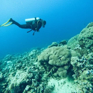 Cool things to do in Jordan:

#3 Scuba diving in Aqaba 🤿

Explore the reef and watch colorful fish. The underwater world is truly another world! 🪸🐟🐠🐡

Do you like such recommendations? Check out my blog liquidtraveling.com (link in bio) for more Cool Things to Do in Jordan and other places ;)